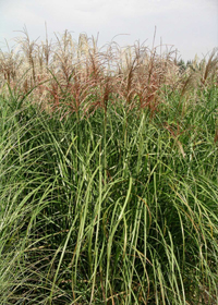 Miscanthus sinensis 'Rotsilber'